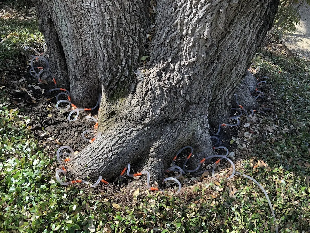 Detailed Tree Cabling and Bracing job site in Cedar Hill