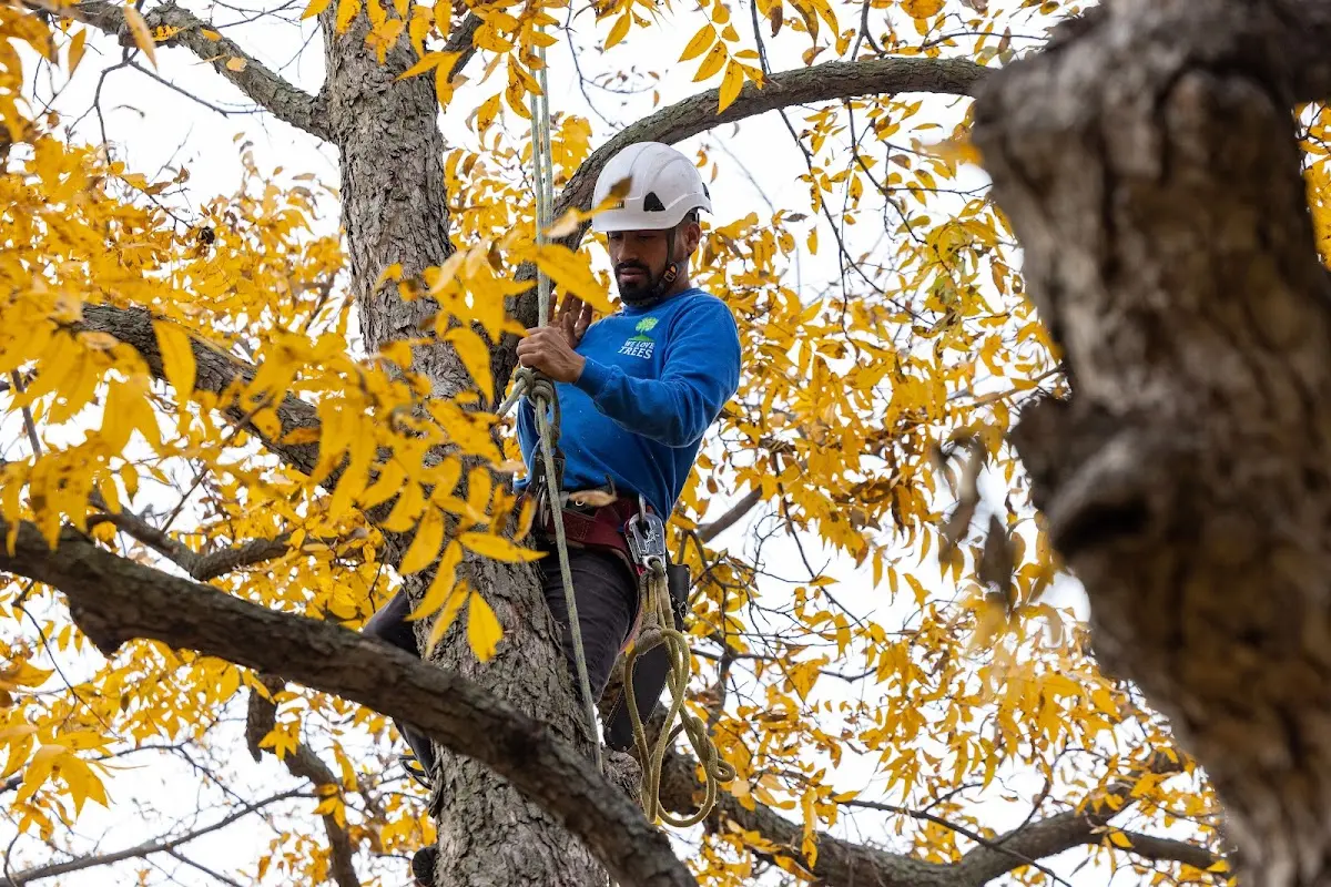 Skilled Tree Pruning crew working in Cedar Hill